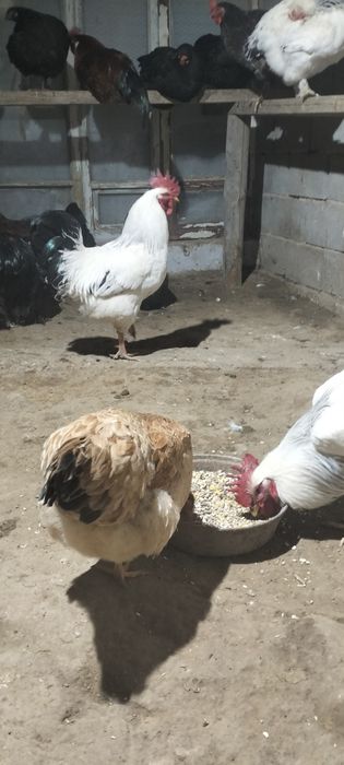 Екі Адлер қораз сатам