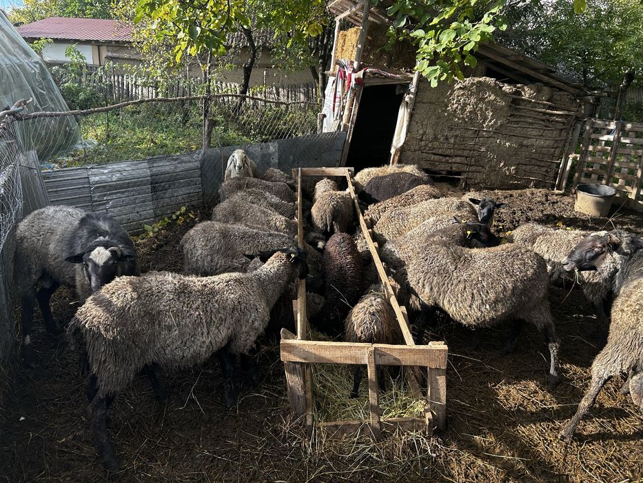 Oi romanov de vanzare