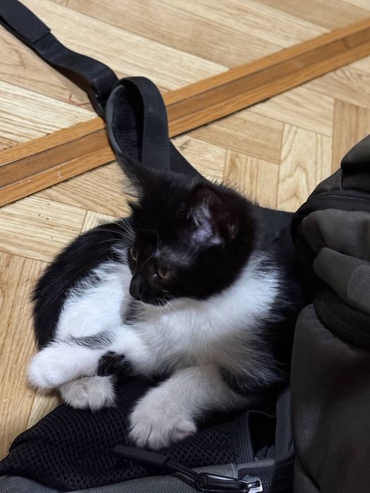 отдам котенка ДАРОМ