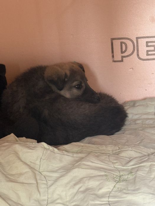 Щенята в добрые руки