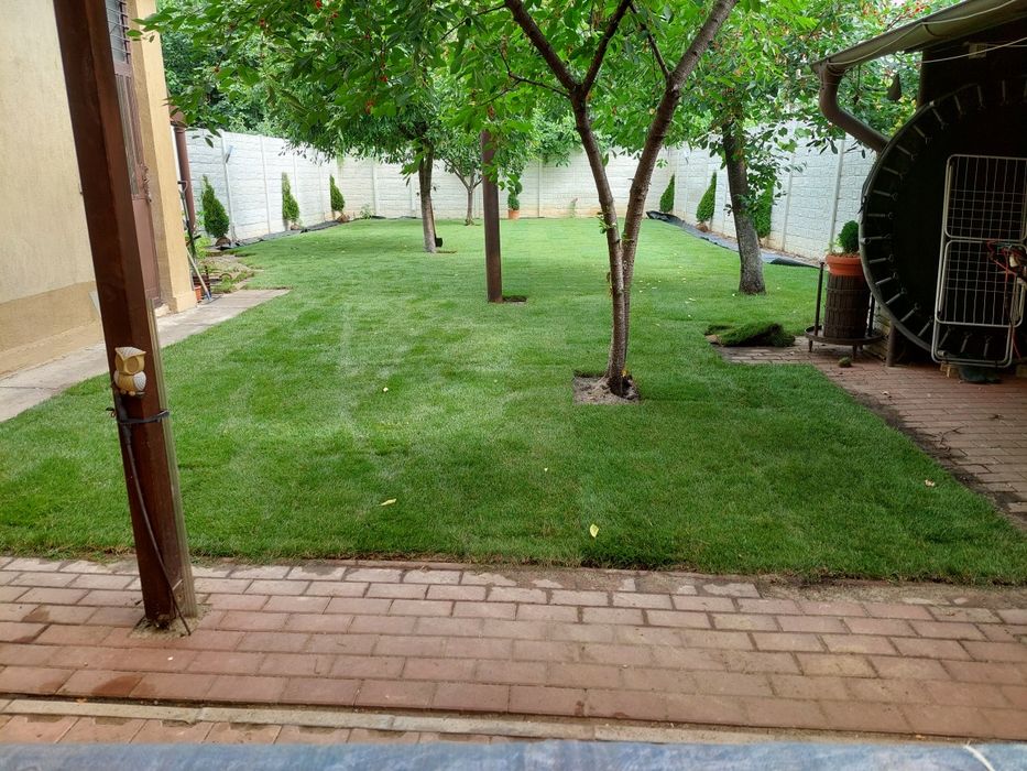 Gazon rulou și insamantare