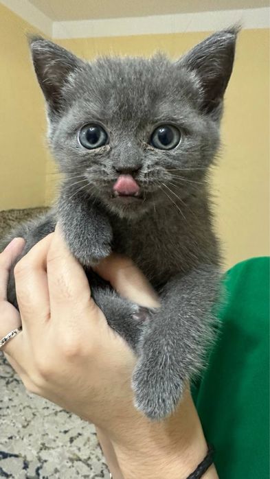 Продаются шотландские котята, сотилади