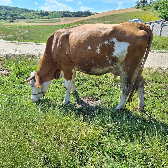 Vaca de vanzare gestanta în 9 luni
