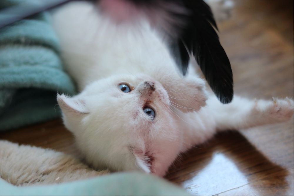 Британски късокосмести котенца – Silver Shaded, Golden Shaded и Colourpoint