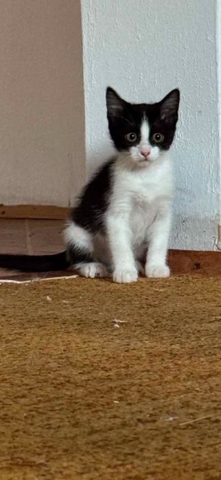 Котенца търсят дом