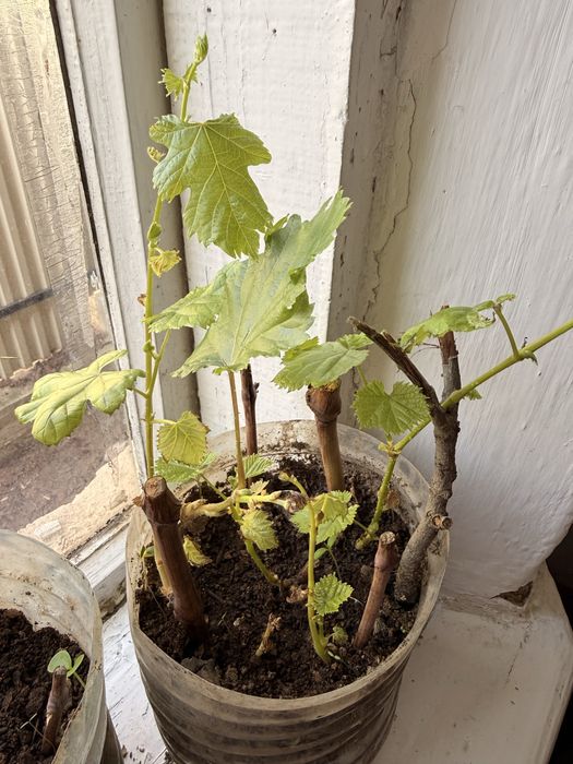 Жүзім көшет, виноград саженсы