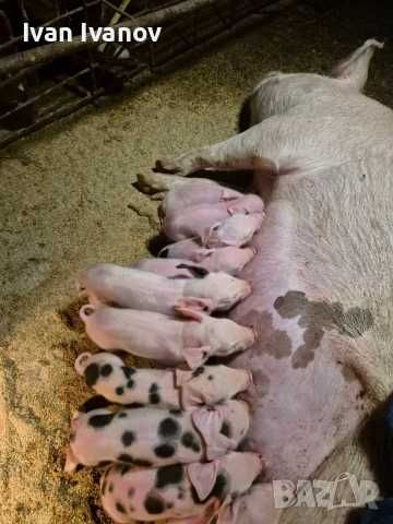 Малки прасенца 35-50кг за продажба