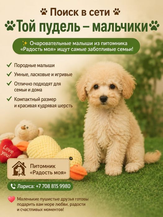 Той пудели абрикосовые