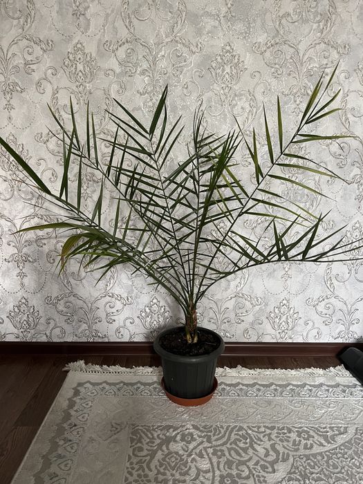 Продам финик растение