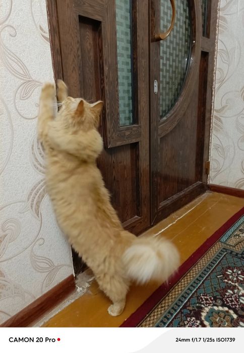 Мейн-кун 1 ёш мушук