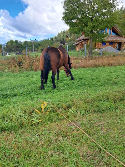 Vhnd cal pentru abator