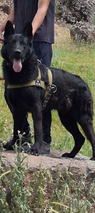 Вязка Восточный европейский авчарка