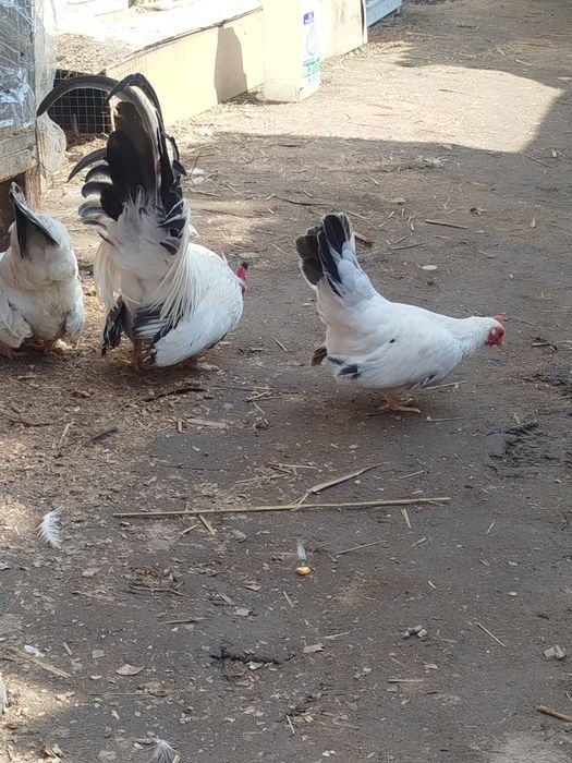 Шабо продам 1+2 несутся