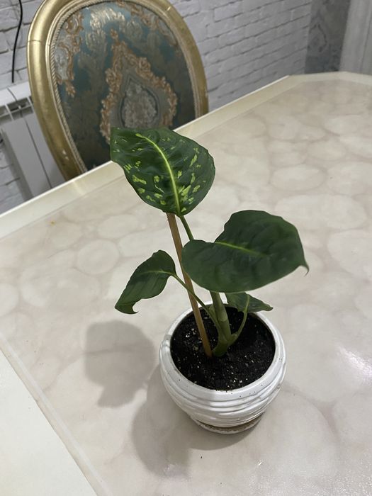 Диффинбахия сорт рефлектор