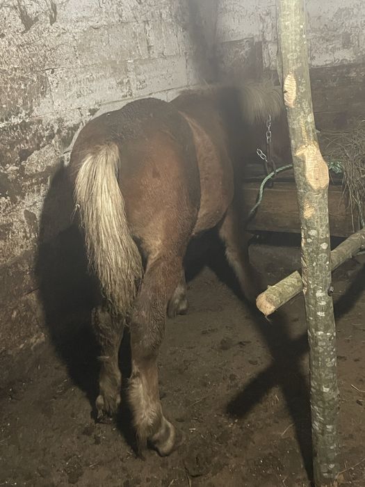 Vând  un manz  de  cinci luni jumate