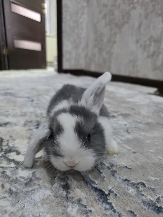 Quyonchalar dekorativniy