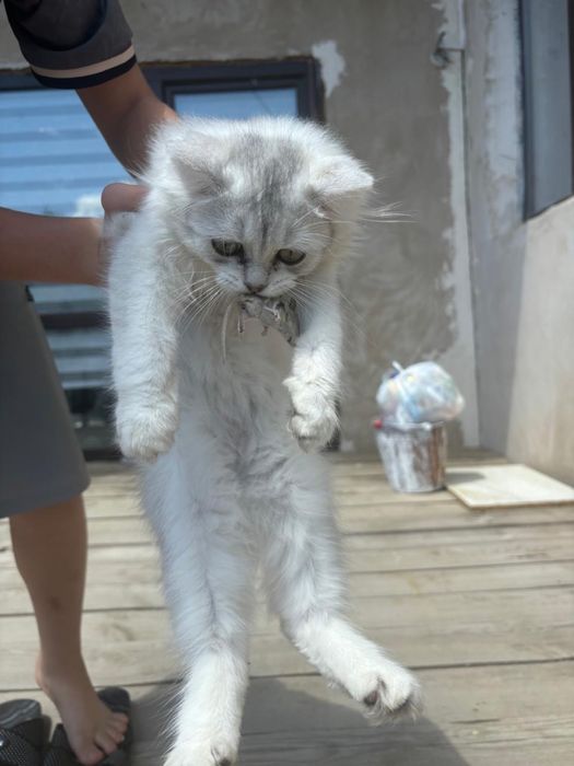 Котенок 10месяцев