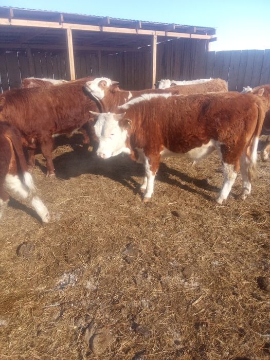 Бука сатылады. Продам быки