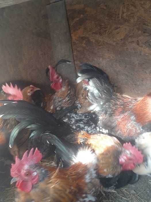 2 găinușe și 1 cocoș preț 200 lei.