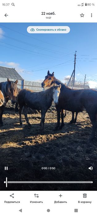 Соғымға жылқы .,