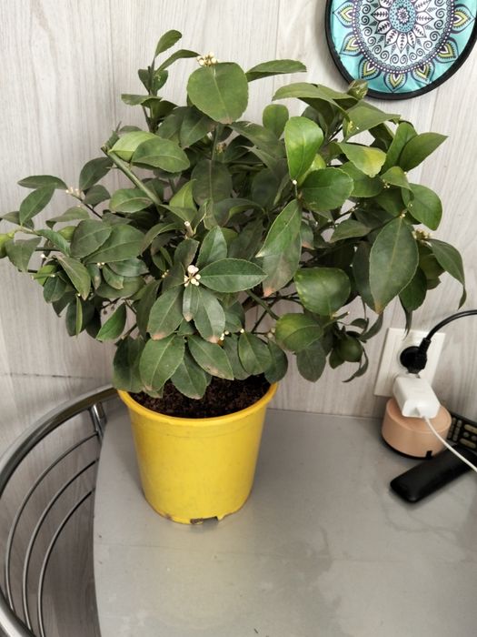 Продам дерево лимона