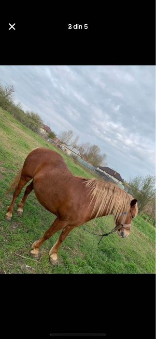 De vanzare iapa varsta 5 ani jumate!