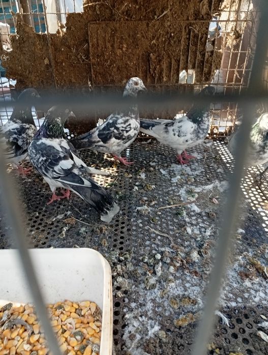 Păsări Vând tripler iranieni