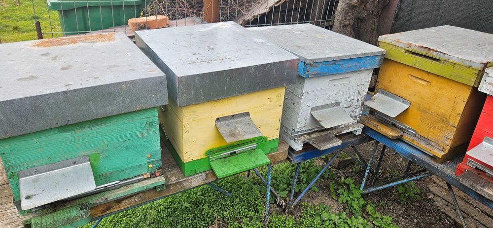 Vind 4 familii de albine cu stupi Bucuresti-Ilfov