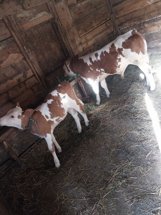 Cereale precum se vede în poză