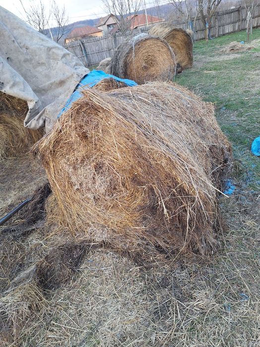 Vand baloti fan dreptunchiulari/ rotunzi