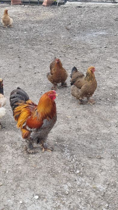 Ouă de la găini  Brahma pentru incubat