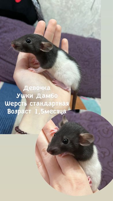 Крысята ручные малыши кудряшки  (крысы,крыса)