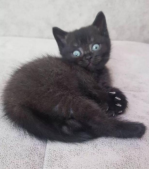 Котята мальчики и девочки цена 15-25 тыс