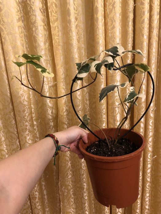 Хедера Канарская Вариегатная