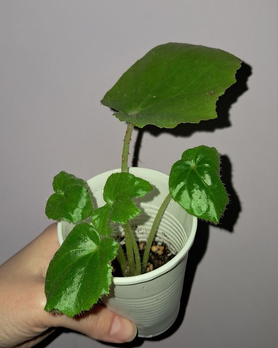 Бегония воротничковая