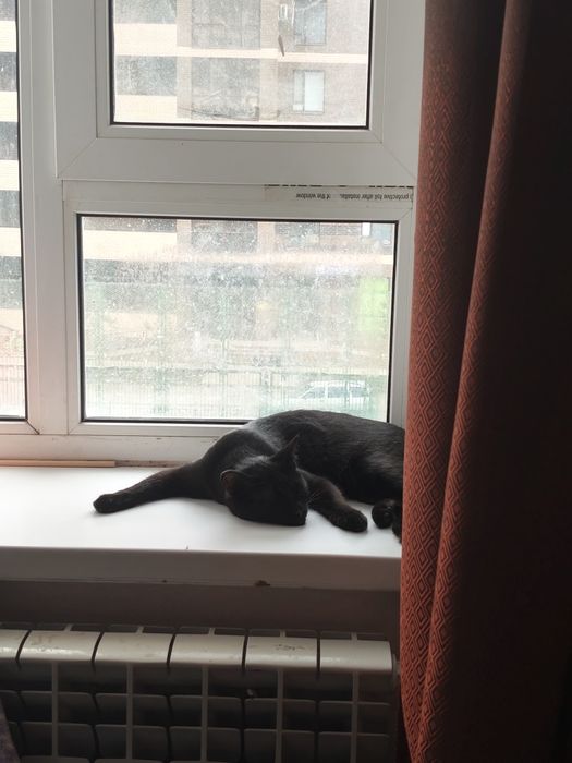 Отдам котенка 6 месяцев