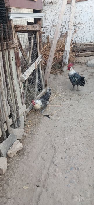 Brekir Zotli 1-para,sotiladi Barter bor