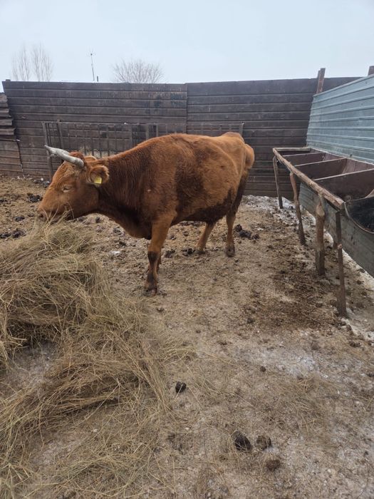 Продам корову