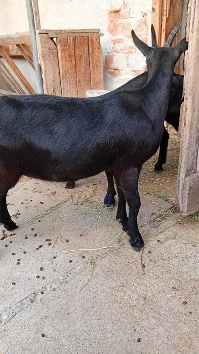 Vind 2 iedute, 2  tapi si o capra Alpina Franceza