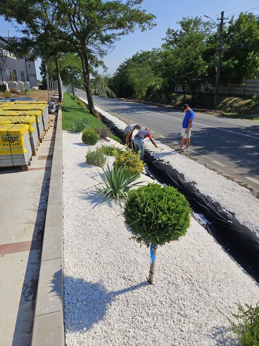 Plante ornamentale calitate extra amenajări grădini gazon rulou