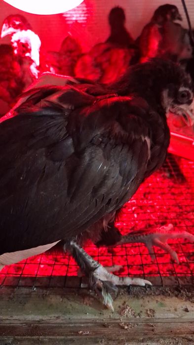 Pui de vânzare, Australorp negru/albastu, Marans gât aramiu și Cream Legbar 25-80lei
