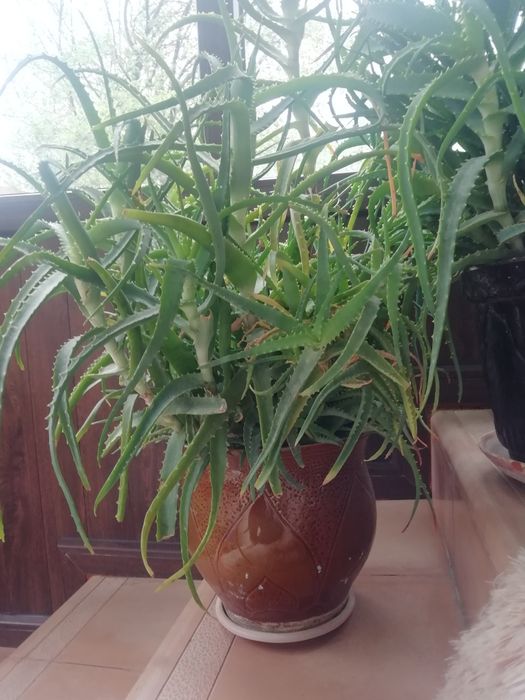 Лечебное Алое 10лет