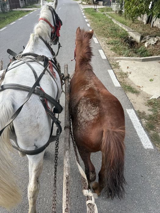 Vand carlana de 6 luni