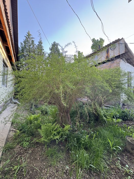 Хвойные деревья продается