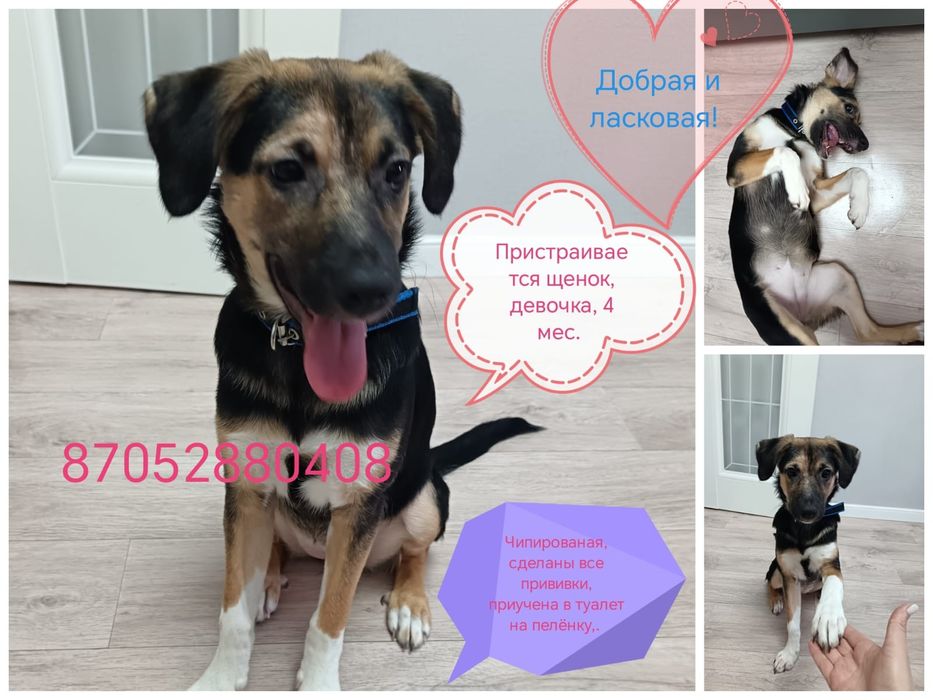 Пристраивается щенок, девочка, 4 месяца