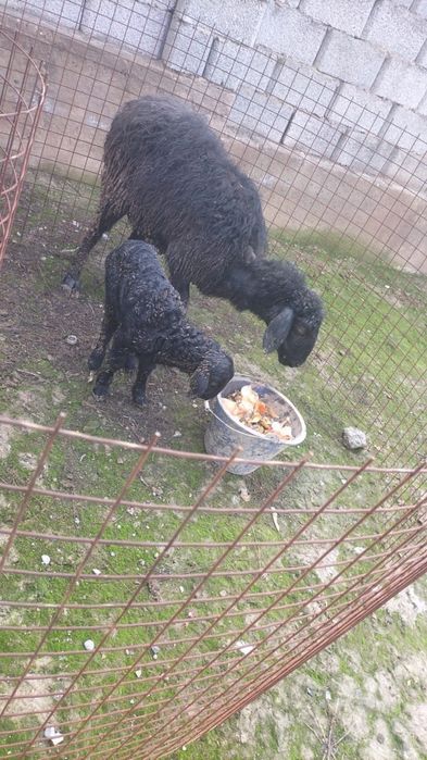 кой, баран, кочкар