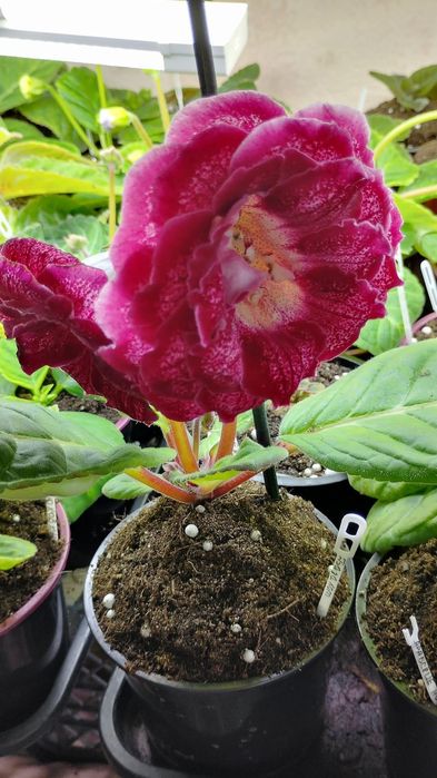 Глоксиния комнатное растение