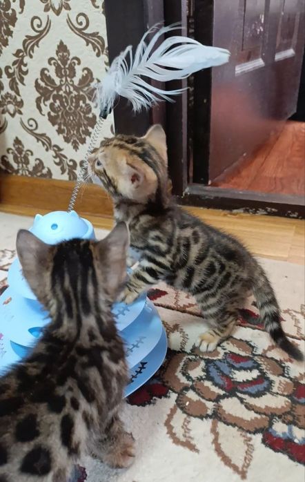 Продаются бенгальский котик котята