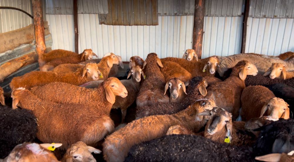 Қой тоқты сатылады!