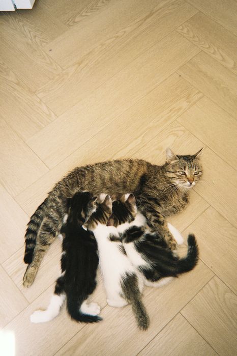 кошка мать ангелочков бесплатно